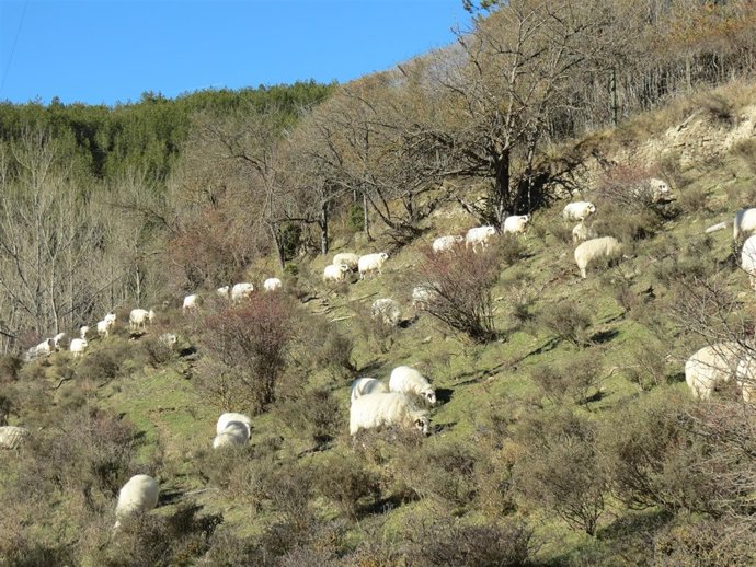 Un boletín electrónico difunde los resultados del proyecto 'Pirinnovi'.
