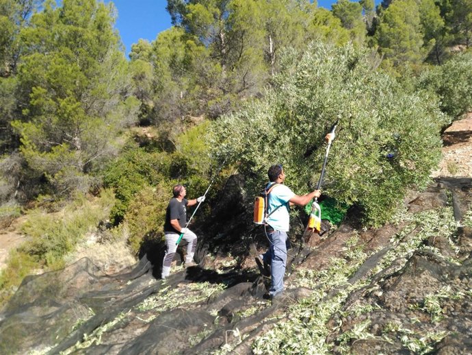Recogida de aceituna en olivares