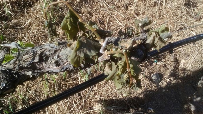 La helada daña el viñedo en una bodega en Ourense
