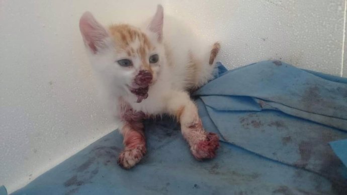 Imagen del último gato maltratado recogido por las protectoras en Laredo