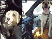 Policía Foral auxilia a dos perros encerrados en un vehículo a pleno sol en Beriáin