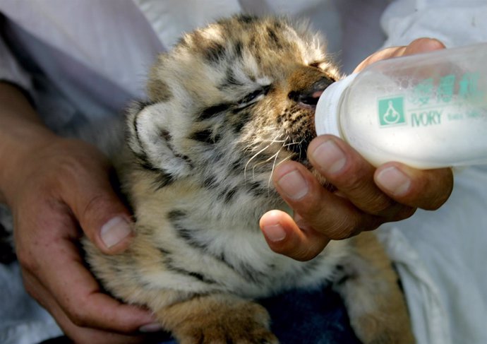 Un tigre siberiano de tres meses en Hengdaohezi 