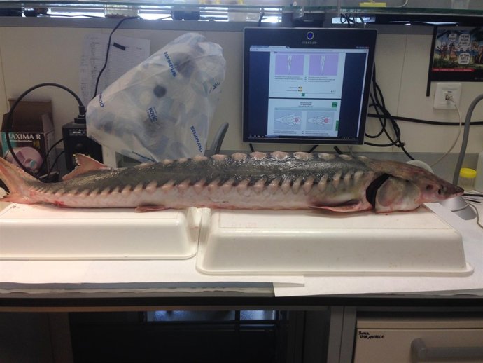 Nota Prensa Esturion