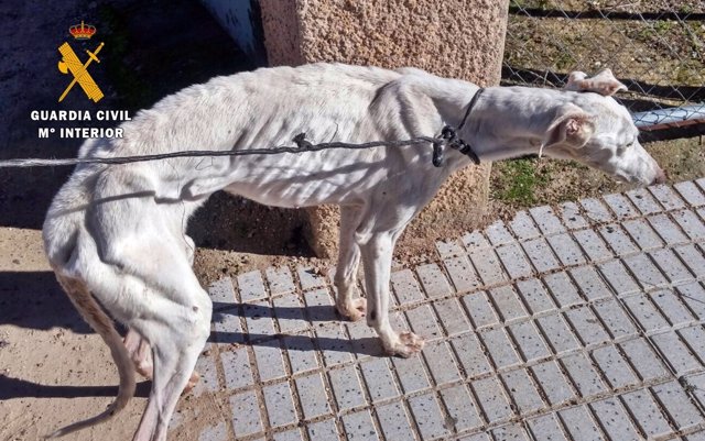 "La Guardia Civil Investigo Los Supuestos Delitos De Maltrato De Animal Y Falsed