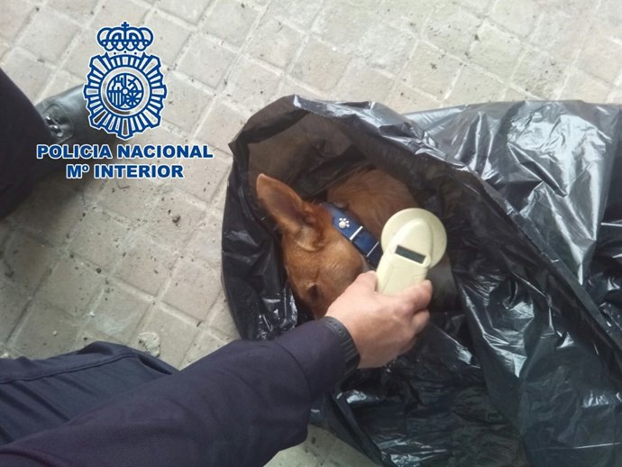 Animal fallecido tras arrojarlo por el balcón