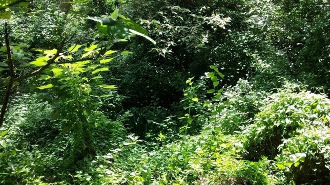 Reto agudeza visual: encontrar al francotirador