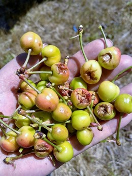 Cereza dañada