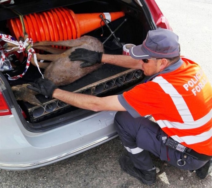 El corzo que ha sido rescatado.