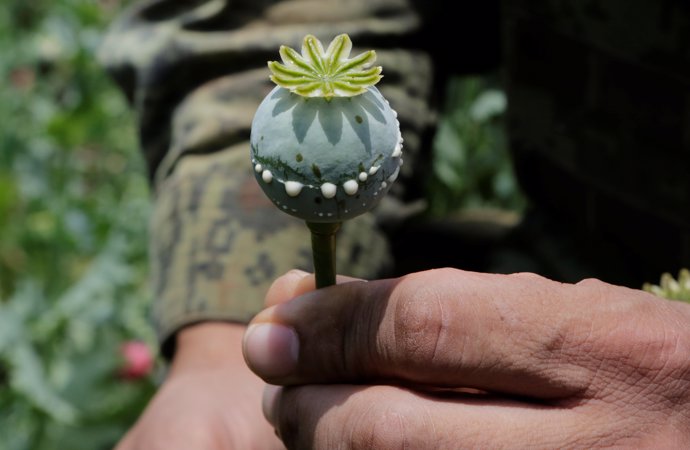 Un soldado muestra una amapola utilizada para producir opio
