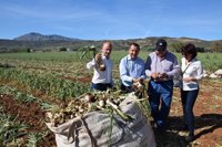 La Junta desarrolla dos proyectos de investigación a través del Ifapa para la mejora del cultivo del ajo morado