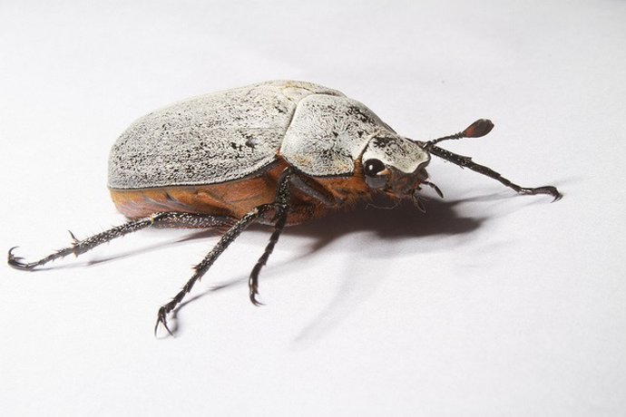 Garrapata, pulga, escabarajo