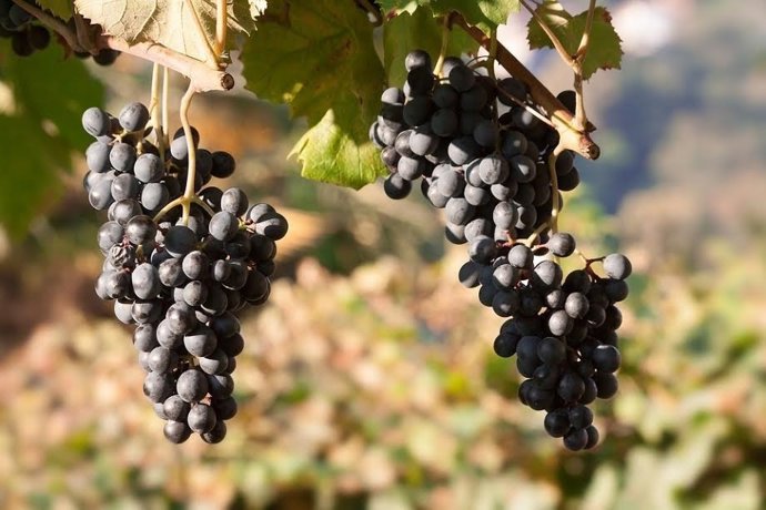 Uvas para vino 