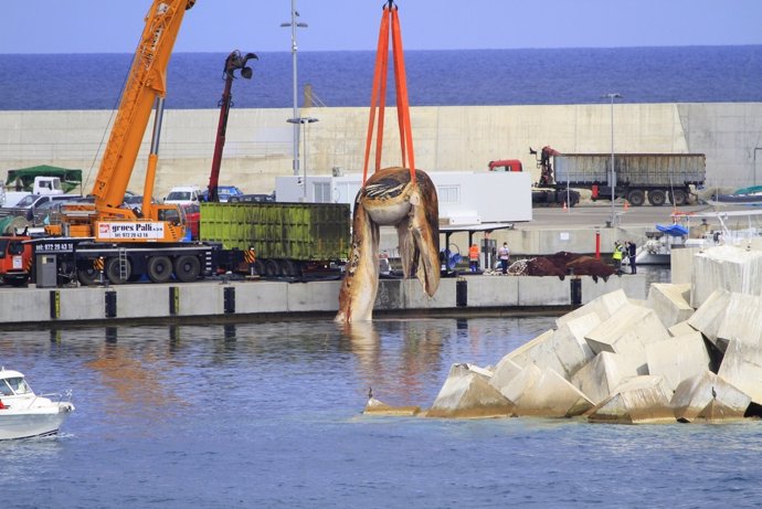 Trasladan una ballena muerta aparecida en Lloret de Mar (Girona)