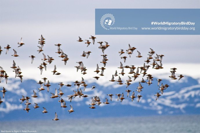 10 De Mayo: Día Mundial De Las Aves Migratorias