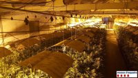 Tres detenidos por cultivar 4.500 plantas de marihuana en naves abandonadas de Lleida