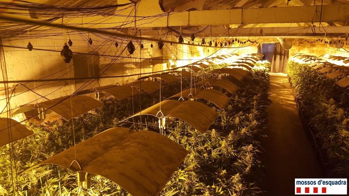 Plantación de marihuana con 4.500 plantas en una nave de Puiggròs