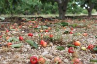 COAG Murcia considera "insuficientes y arbitrarias" las rebajas fiscales para los cultivos dañados por la gota fría 