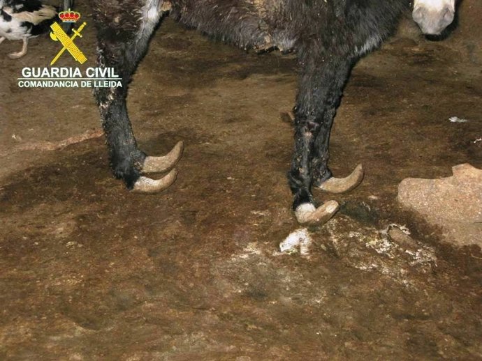 La Guardia Civil encontró en Juneda animales en malas condiciones