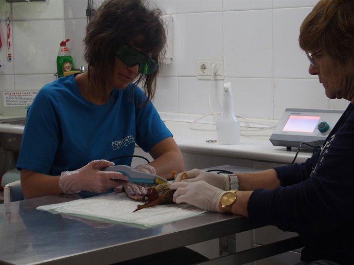 Tratamiento de laserterapia en un pájaro