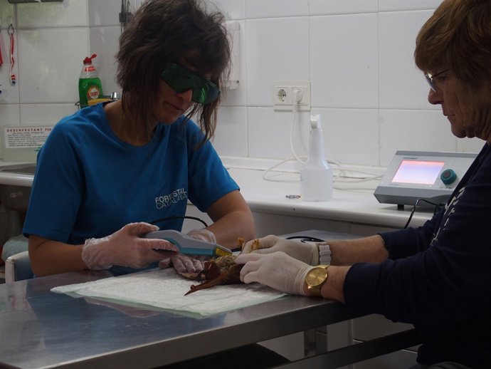 Tractament de laserterapia en un ocell