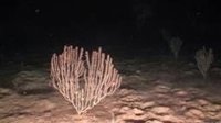 Hallan en Baleares un bosque de coral bambú, una especie en peligro crítico de extinción