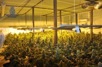 Desmantelada una plantación de marihuana con 442 plantas en Valdepeñas