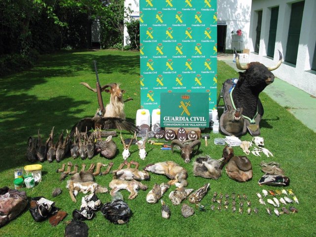 Íscar (Valladolid). Desmantelado un taller ilegal de taxidermia