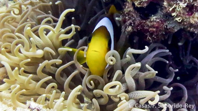 El CSIC finaliza un estudio sobre el pez payaso