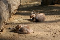 Nacen seis crías de gacela en el Zoo de Barcelona