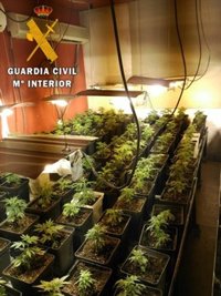 Cinco detenidos en Toledo tras desmantelar dos laboratorios con 796 plantas de marihuana