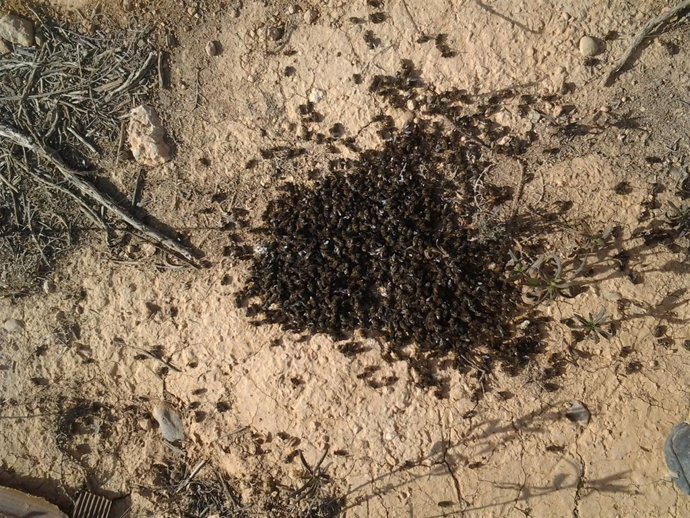 LA UNIÓ de Llauradors denuncia una proliferación de robos de colmenas