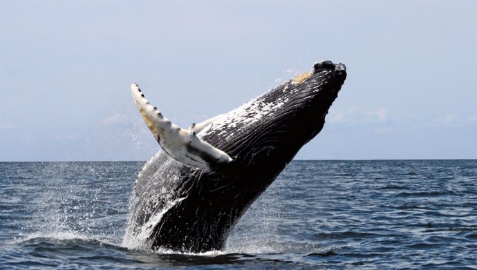 Ejemplar de ballena jorobada saltando 