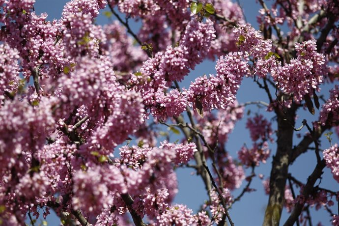 Buen tiempo, clima, altas temperaturas, temperatura, primavera, primaveral