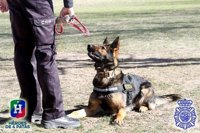 Protección Civil se suma a la petición de la ONG Héroes de 4 patas para celebrar un Día Mundial del perro de trabajo