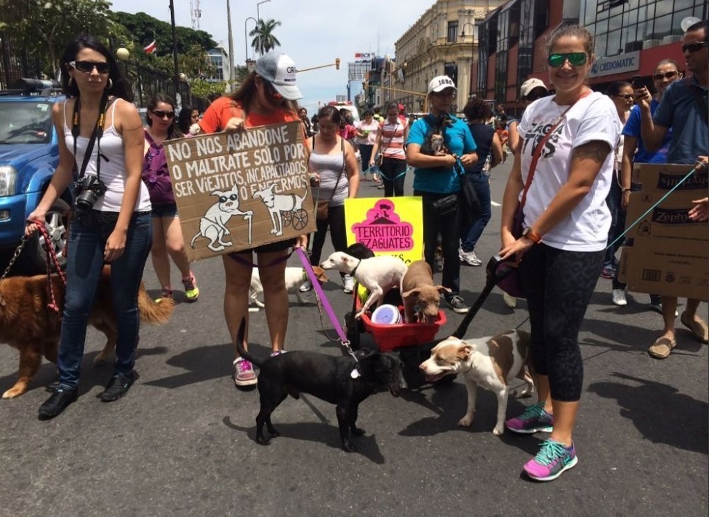 Hasta 2 años de cárcel por maltratar a un animal en Costa Rica