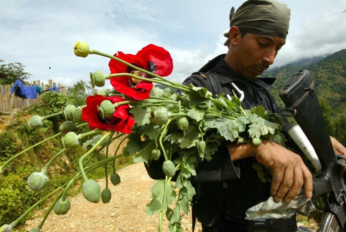 Cultivos ilegales de amapola en Tajumulco