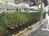 Destapan en Monóvar una sofisticada plantación de marihuana de más de 1.400 plantas