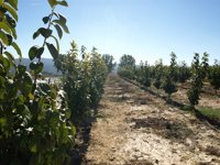 Agricultura evalúa el comportamiento agronómico del caqui en cultivo ecológico y convencional en la Región 