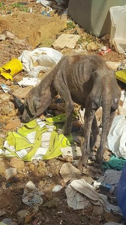 Rescatados una veintena de perros enfermos en una parcela insalubre 