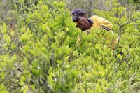 Colombia suma 500 familias al plan de sustitución de cultivos ilícitos