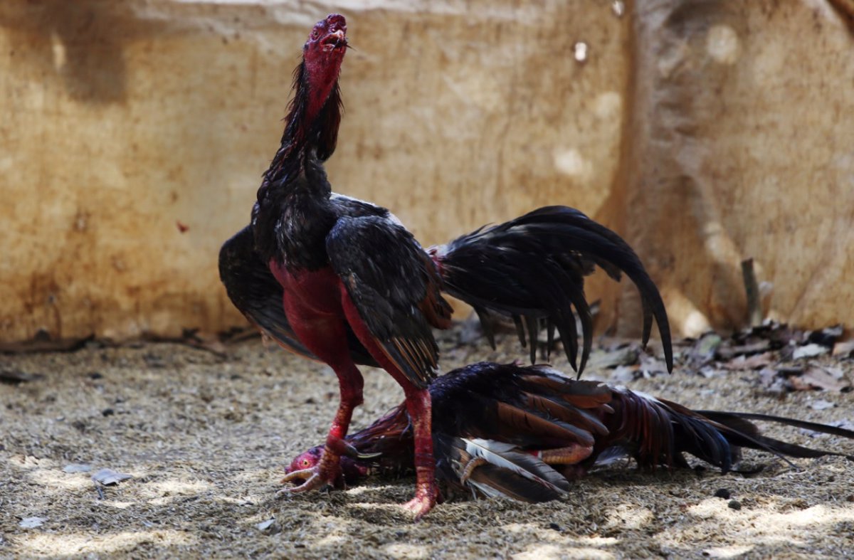 Peleas de gallos en Cuba, una cuestión de ganar o morir