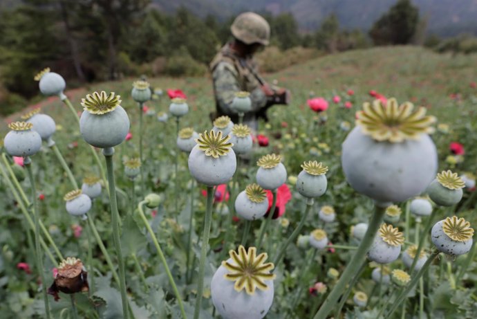 Un soldado mexicano en un campo de amapola en Guerrero, México