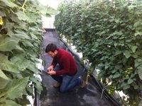 Desarrollan una aplicación móvil para controlar el riego en los cultivos de invernaderos