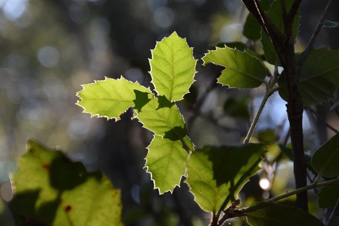 Hoja de encina en el Montseny