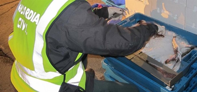 Merluza inmadura incautada en un vehículo no isotermo.