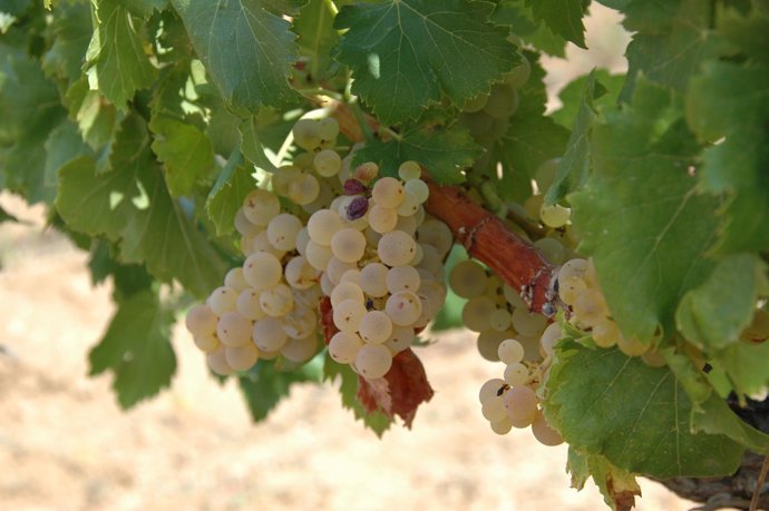 El programa Vinysost estudia la manera de hacer vinos más sostenibles 