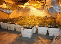 Detenido un joven con un centenar de plantas de marihuana que cultivaba en un invernadero de Murcia
