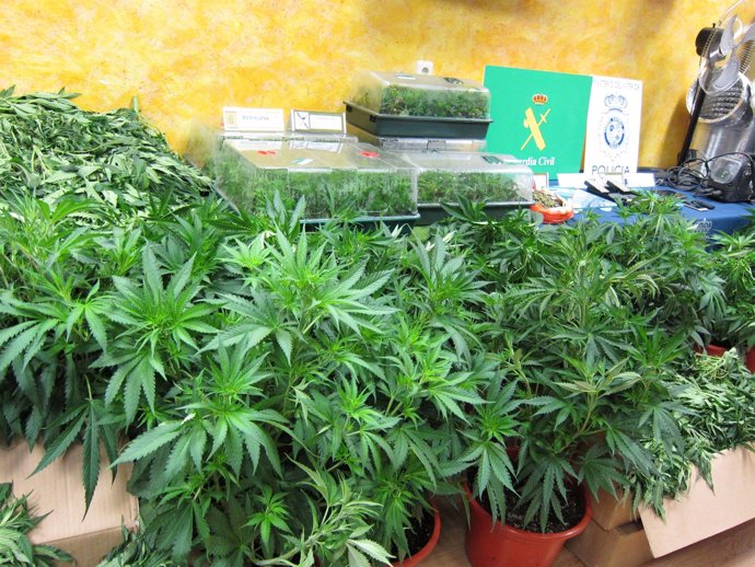 Plantas de marihuana intervenidas en la operación desarrollada en Segovia