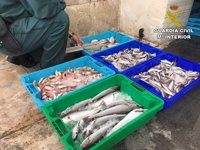 El Seprona intervine pescado con la caducidad vencida en locales mayoristas de Alicante