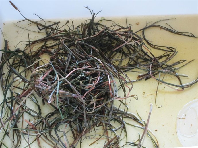 Algas con larvas de mosca negra